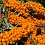 Rakytník rešetliakový (Hippophae rhamnoides) ´SLNIEČKO´ - výška 30-40 cm, P9 - SAMICA 
